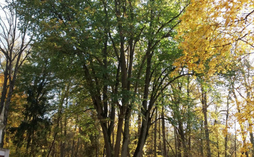 4_Raudones liepa (1)_r1.jpg